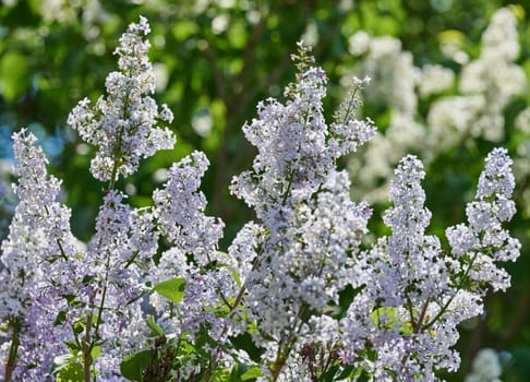 Clusters of purple and light blue lilac flowers Syringa vulgaris blooming in spring