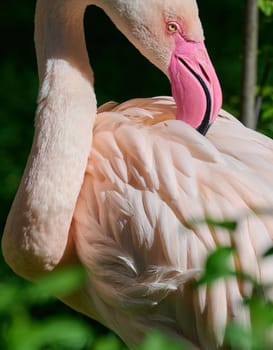 Pink flamingo stands against green grass, sunny day