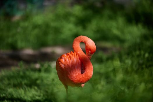 A vibrant pink flamingo stands on one leg, its neck gracefully curved as it rests in a lush green environment