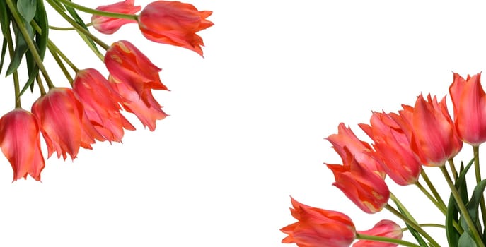 A cluster of several vibrant red tulip flowers with green stems and leaves, isolated background