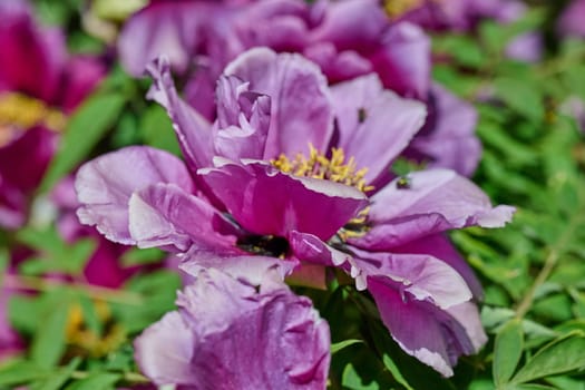 Lush purple peony flowers with vibrant yellow stamens, in full bloom amidst dense green foliage in a garden setting