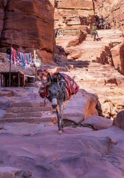 Single donkey or mules walks down staircase on trail to Ad Deir or the Monastery from Petra which is 1.6km and 800 steps