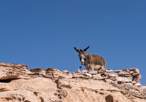 Donkey or mule b y the rocky gorges at the mountain top above Petra close to Ad Deir