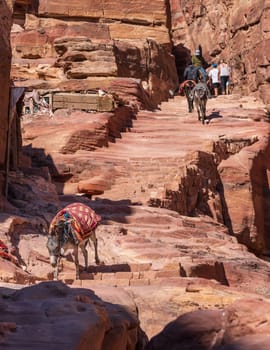 Single donkey or mules walks down staircase on trail to Ad Deir or the Monastery from Petra which is 1.6km and 800 steps