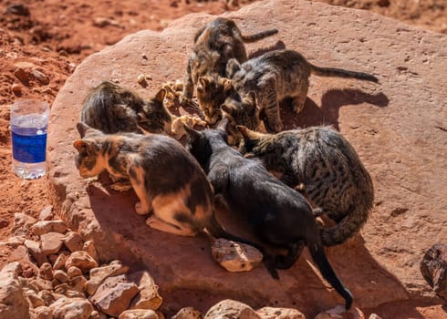Food left for the wild cats and kittens living around the ruins in Petra
