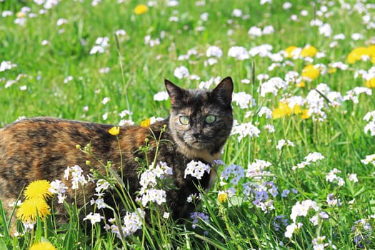 A young tortoiseshell cat enjoys spring in a flower meadow with dandelions and foam flowers