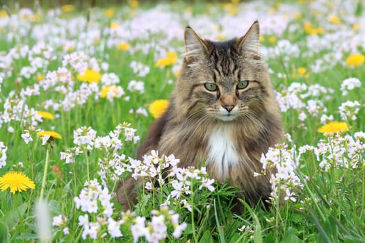 A Norwegian Forest Cat enjoys spring in a flower meadow with dandelions and foam flowers
