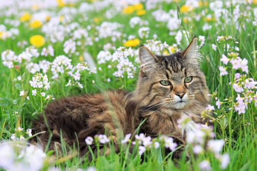 A Norwegian Forest Cat enjoys spring in a flower meadow with dandelions and foam flowers