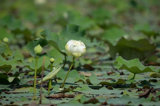 Lotus flower (Lotus or Nelumbo) purple, violet, white and pink color, Naturally beautiful flowers in the garden