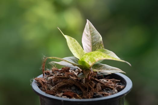 Greenery background, Anthurium Renaissance Variegated, green color of nature plant and leaf environment greenery concept