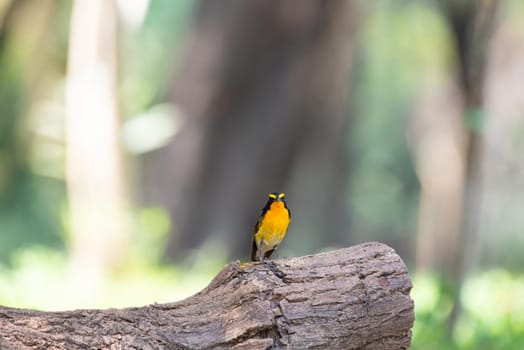 Bird (Narcissus Flycatcher, Ficedula narcissina) male black, orange, orange-yellow color perched on a tree in a nature wild and risk of extinction