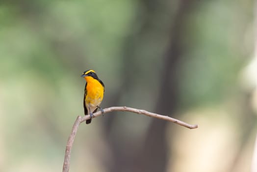 Bird (Narcissus Flycatcher, Ficedula narcissina) male black, orange, orange-yellow color perched on a tree in a nature wild and risk of extinction