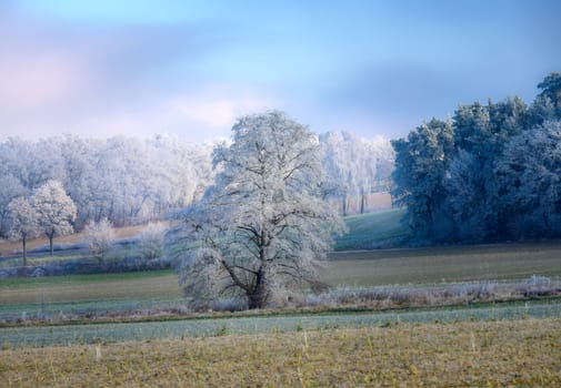 Single frosted tree in a foggy winter landscape in Bavaria seen in Schrobenhausen (Bavaria, Germany)