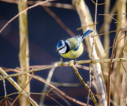 Blue tit bird sitting on the twig of a tree