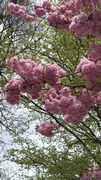 Blossoming cherry, Japanese Sakura trees showcase vibrant pink flowers amidst a lush green backdrop, creating a picturesque scene that highlights the beauty of nature and the arrival of springtime blooms