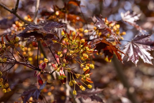 Close up of a crimson maple tree showcasing its vibrant yellow flowers and deep red leaves, capturing the beauty of springtime nature