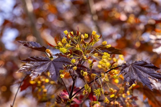 Close up of yellow flowers blooming on a crimson king maple tree with dark red leaves, celebrating the arrival of spring