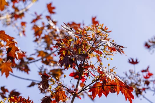New red maple leaves and vibrant flowers blooming on a tree branch in spring, set against a backdrop of a clear blue sky