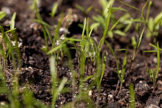 Close up of delicate seedlings emerging from dark, fertile soil, symbolizing new life and growth