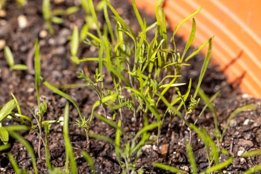 Close up of fennel seedlings growing in dark potting soil, showcasing new life and the beginnings of a flavorful herb garden