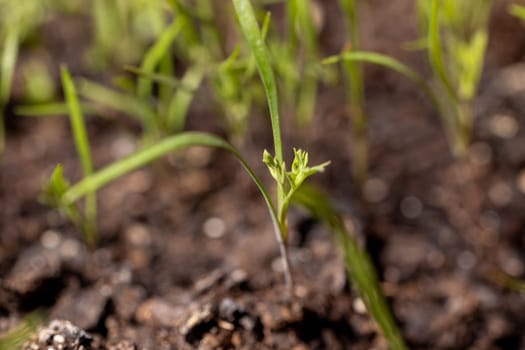 Close up of carrot tops emerging from dark, fertile earth, showcasing new life and growth in a garden or farm setting