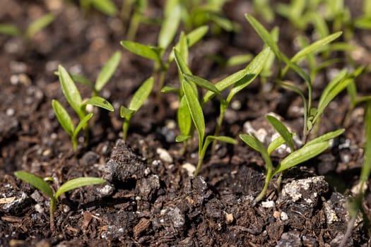 Delicate green sprouts emerging from rich, fertile soil, signaling the promise of new life and vibrant growth in nature's cycle