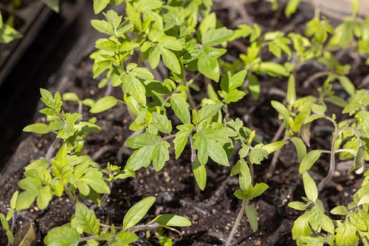 Small tomato seedlings are growing in a seed tray, representing new beginnings and the potential for fresh, homegrown produce