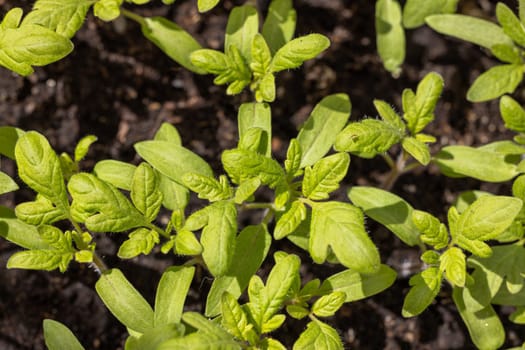 Close up of vibrant green tomato seedlings flourishing in dark, fertile soil, promising a bountiful harvest