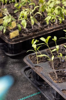 Seedlings thriving in seed trays within a greenhouse, basking in the warm glow of natural light, symbolize growth and new beginnings