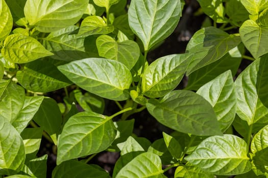 Close up of vibrant green pepper seedlings thriving in a garden bed, capturing the early stages of growth