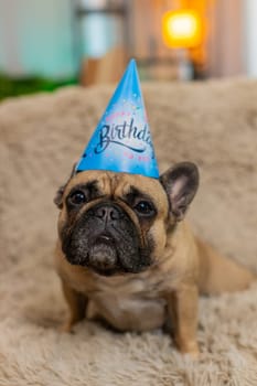 Pug funny dog in festive birthday cone hat sits on home sofa and looks into camera with curious expression. Pet waits for celebration, showing excitement, personality, and sweet anticipation indoors.