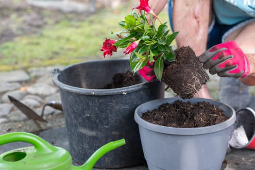 Gardener in pink gloves holds a mandevilla with roots and soil, transplanting it into a larger pot, a bucket stands at his feet, a watering can and a shovel stand on the ground at his feet,