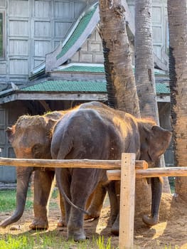 Exotic adorable elephants together in a wildlife park playing around, majestic animals roam a protected nature park. Conservation center for elephant care and protection in Thailand.