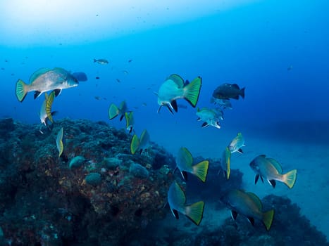 school of fish swimming through the crystal clear sea water, concept of underwater wildlife and marine biodiversity