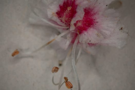 Chestnut tree in bloom with upright inflorescences in close up