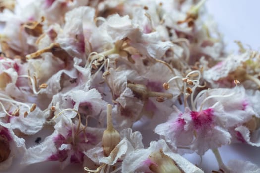 Chestnut tree in bloom with upright inflorescences in close up