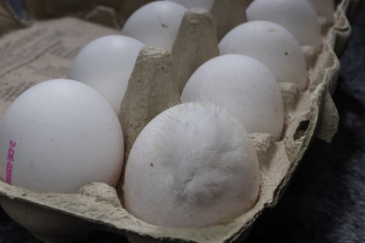 white eggs from happy chickens with white feather