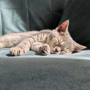 A small gray kitten sleeps comfortably on a sunlit sofa, capturing a peaceful moment.