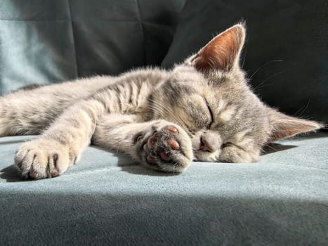 A small gray kitten sleeps comfortably on a sunlit sofa, capturing a peaceful moment.