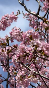 Cherry blossoms bloom vibrantly in springtime, creating a stunning display against a clear blue sky, highlighting the beauty of nature and the joy of seasonal change, inviting admiration and peace
