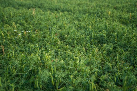A field of harvested green peas with visible pods and stems, partially cut and overgrown with delicate weeds and wildflowers, captured in soft daylight.