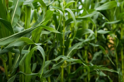 Side view of lush corn leaves with visible structure and depth, highlighting agricultural richness and healthy plant development in green summer environment.