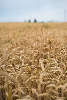 Wide closeup of golden wheat heads slightly bent, showing maturity and movement in summer breeze, representing harvest season in natural rural landscape.