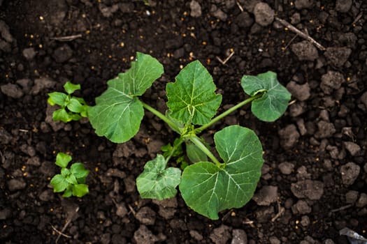 Top-down close view of healthy pumpkin seedling in early growth stage, surrounded by rich brown soil, illustrating organic gardening and vegetable farming.