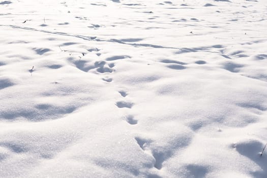Undisturbed snow blanket with clear animal footprints running across the soft surface, lit by sunlight. Minimalist winter scene symbolizing solitude and nature.