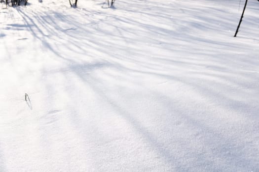 Snow-covered ground with long delicate shadows cast by tree branches in low winter sunlight. Calm, cold scene captured during daylight in nature.