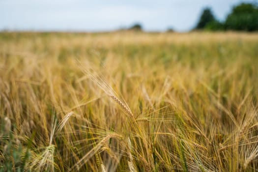 Sharp barley spike emerging from soft yellow field, symbolizing maturity and harvest season. Grain crop thriving under natural sky light.