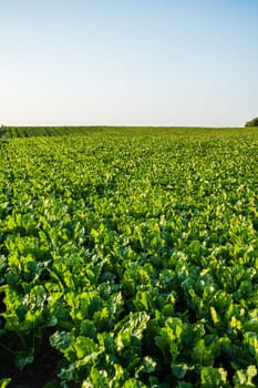 A wide agricultural view of a sugar beet plantation with vibrant green foliage. Perfect sunlight highlights healthy growth and rural agricultural production.