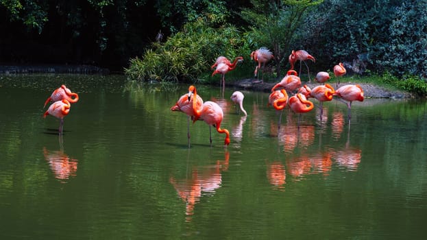 flock of pink flamingos on lake in nature in wild