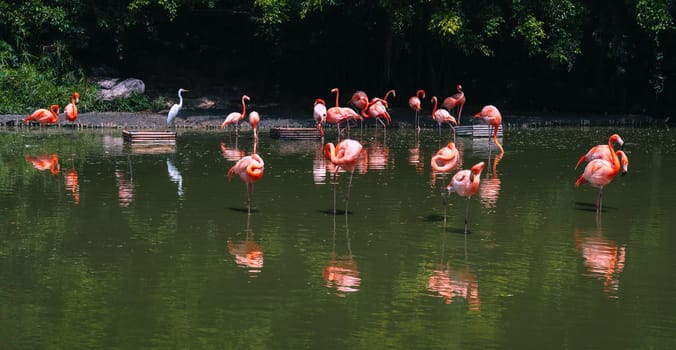 flock of pink flamingos on a lake in the forest in nature in the wild